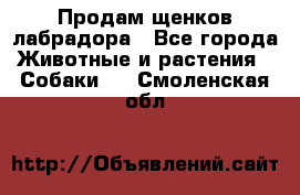 Продам щенков лабрадора - Все города Животные и растения » Собаки   . Смоленская обл.